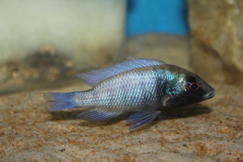 Placidochromis sp. 'phenochilus gissel' Chiofu